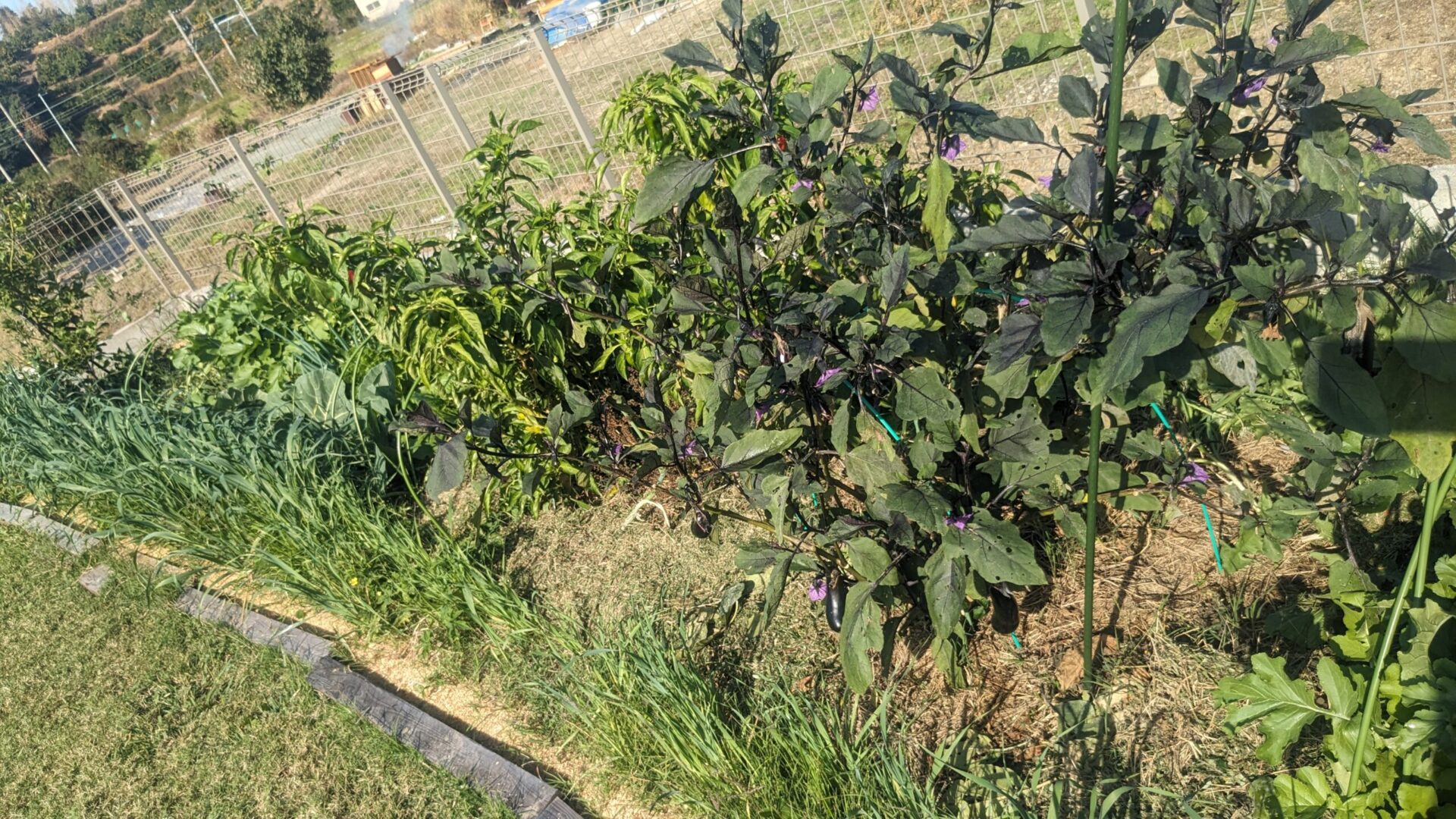 ネギが寄り添うナスの株元。草マルチで覆われた、6年同じ畝で育つ夏野菜