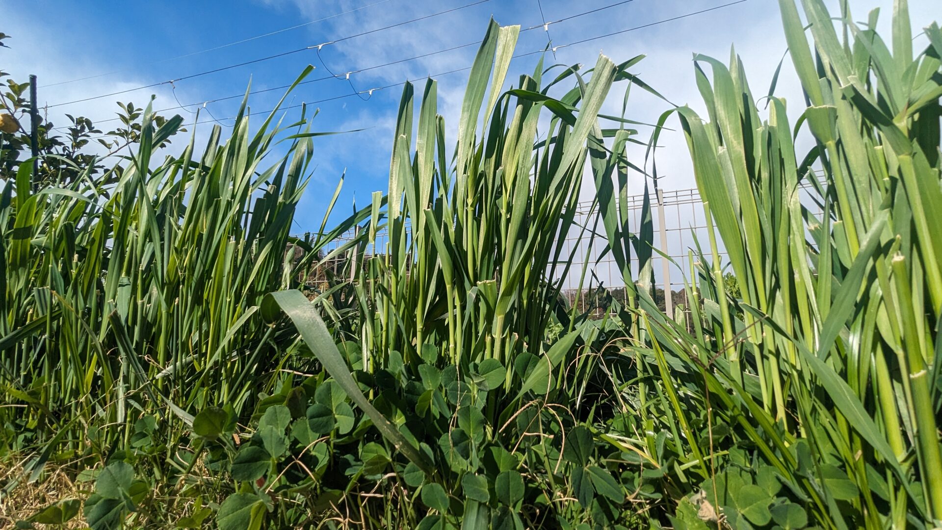 畝の周りで育てた緑肥（イネ科＋クローバー）。多様な植物が、土の偏りを防ぐ