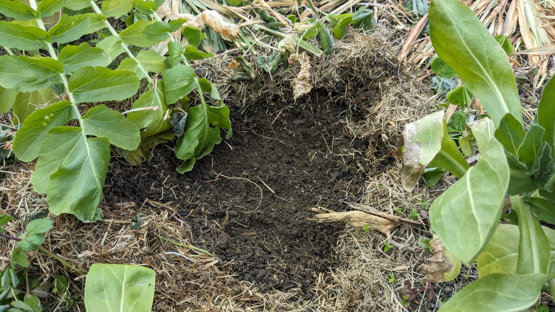 草マルチをよけると、黒くしっとりした土。ミミズや小さな虫がたくさん暮らしている