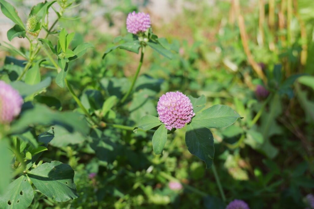 ピンクの球形の花をつけたクローバー。三つ葉の茂みのあちこちで咲いている