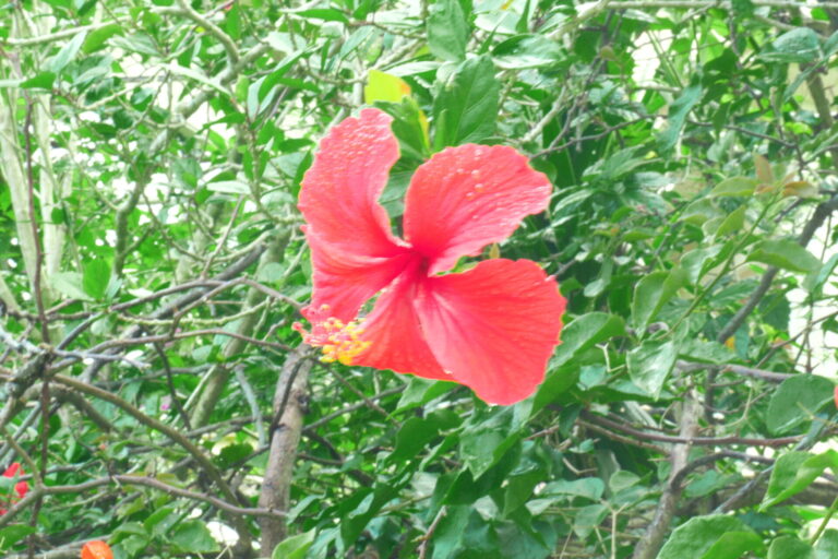 雨の雫を花びらにのせたまま、堂々と咲く一輪のハイビスカス。