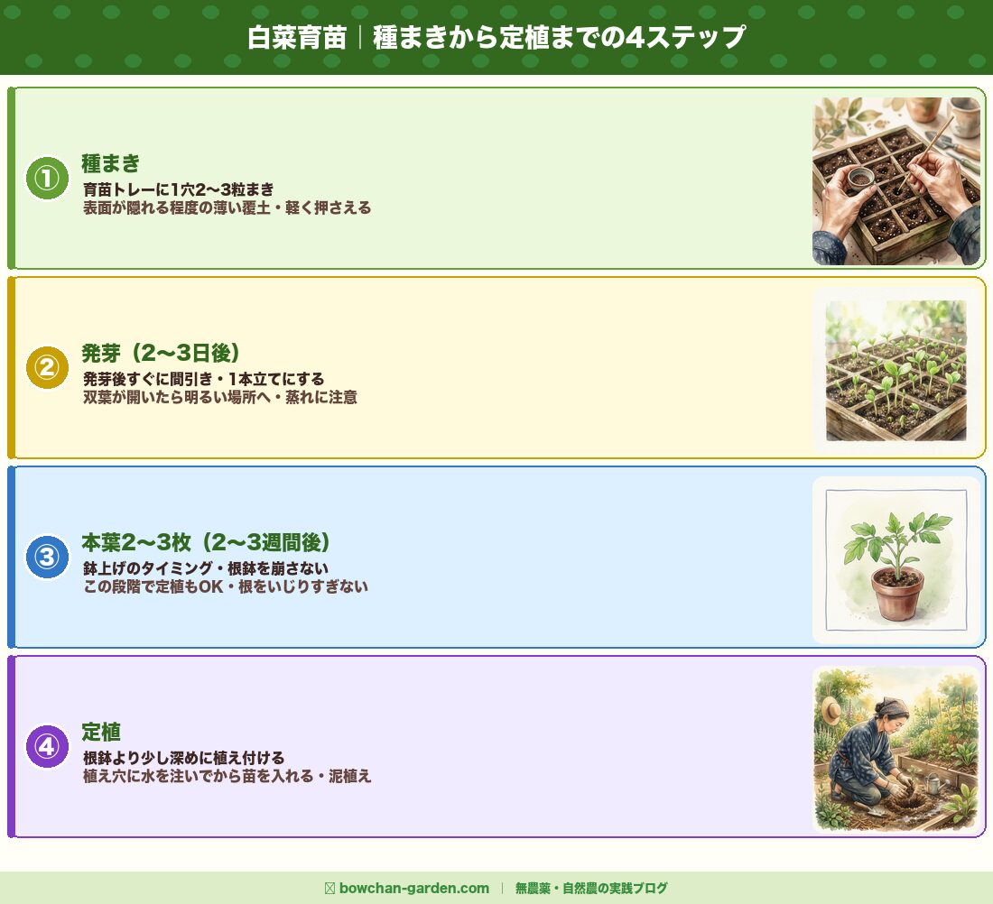 白菜育苗｜種まきから定植までの4ステップ