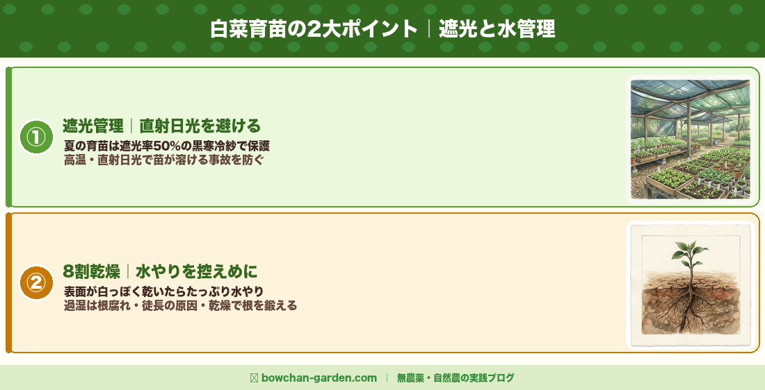 白菜育苗の2大ポイント｜遮光と水管理