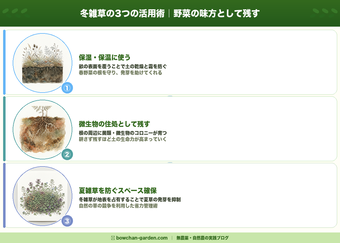 冬雑草の3つの活用術｜野菜の味方として残す