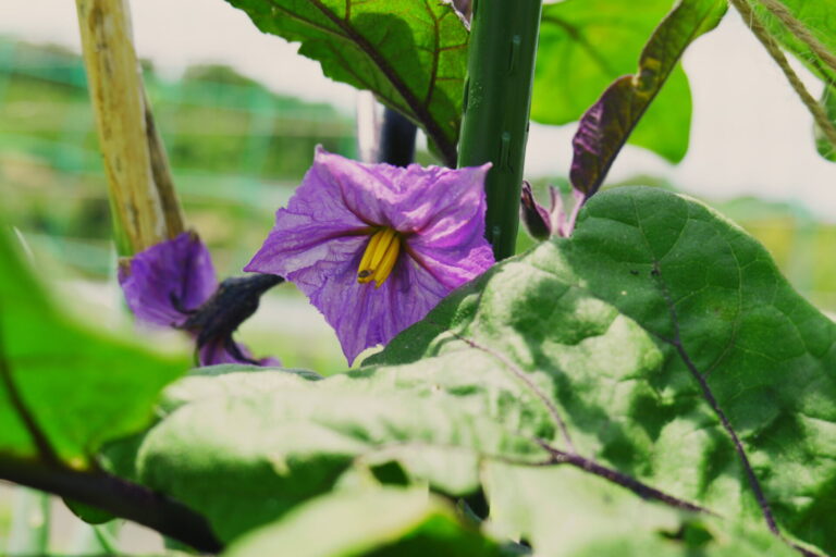朝、畑を見回っていたら、大きな葉の陰で紫の花がひとつ