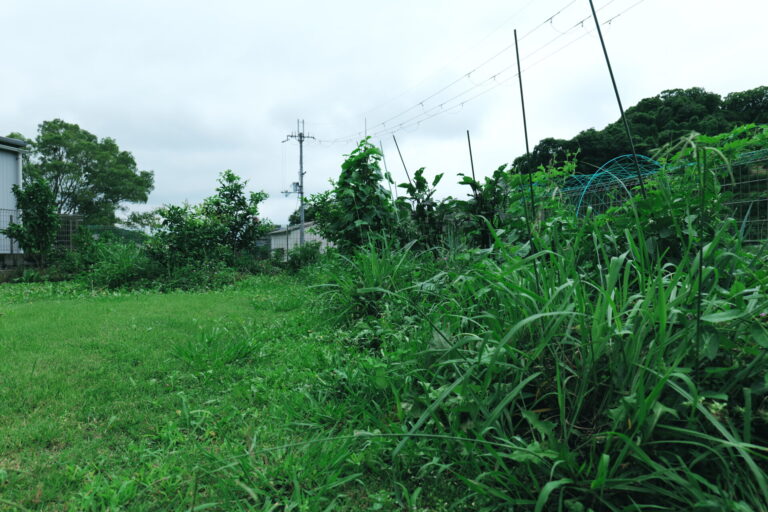 刈った草の先に、畑