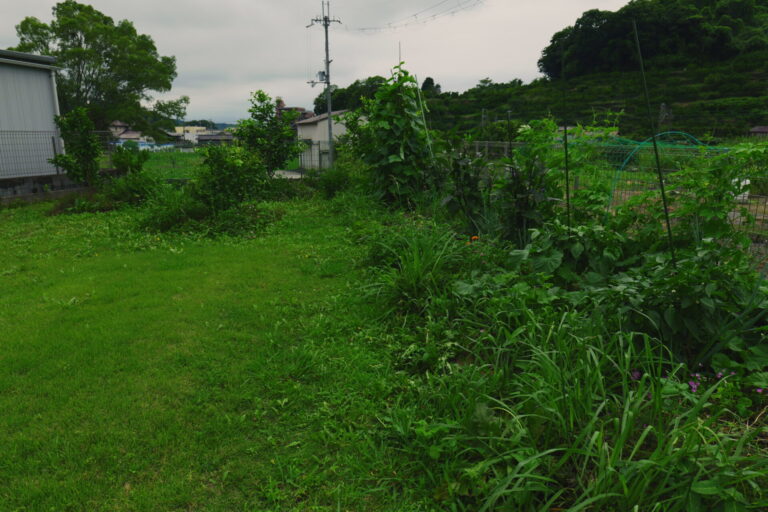 梅雨明けを待つ、畑のざわめき