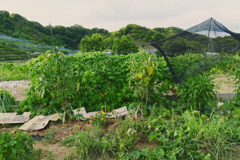 畑にできた、みどりの壁