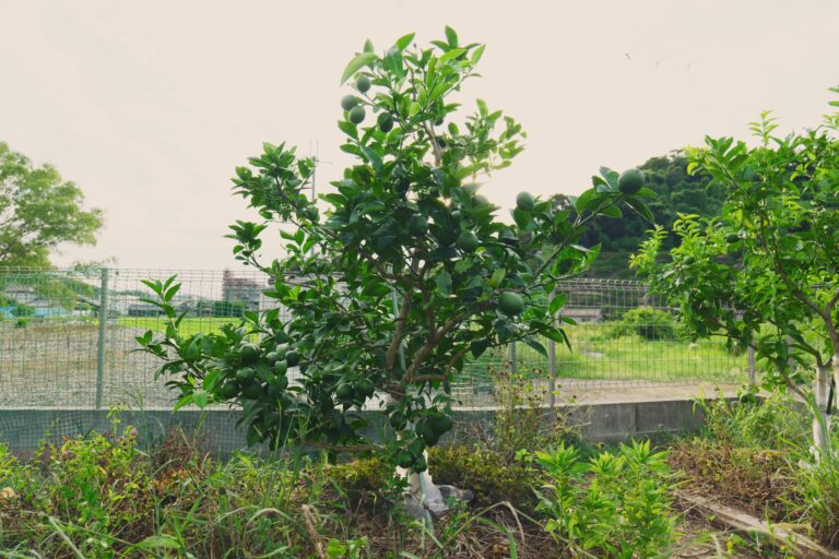 八年たって、庭の木になった
