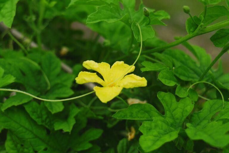 花はまだ、咲いているけれど