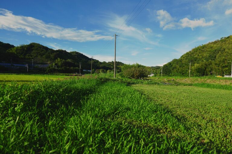 三つの、草の丈
