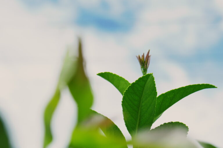 秋の芽は、小さなうちに