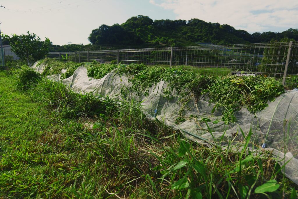 防虫ネットのトンネルの上に刈った草をかぶせた畝(2026年9月)