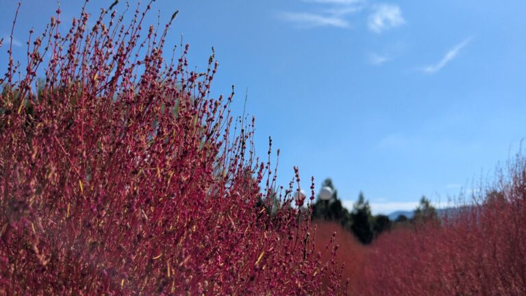 空の青に、コキアの赤